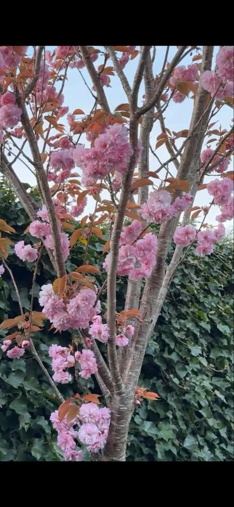 Japanse Sierkers - Prachtige bloesem in mei, Tuin en Terras, Planten | Bomen, Overige soorten, Lente, 250 tot 400 cm, Ophalen