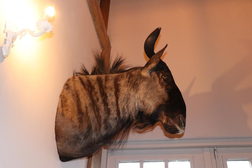 Unieke opgezette Blauwe Gnoe, Verzamelen, Ophalen, Nieuw, Wild dier, Gewei of Kop