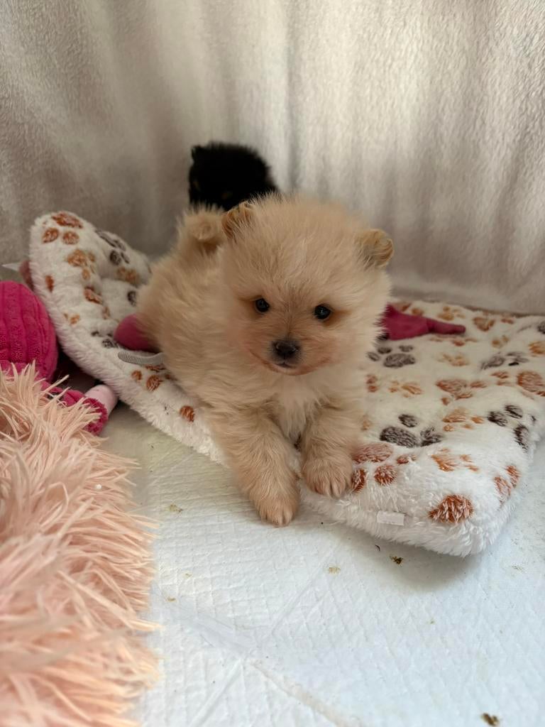 Creme Reu Dwergkees Pomeranian Fci stamboom, Keeshond, Reu, 8 tot 15 weken, Parvo