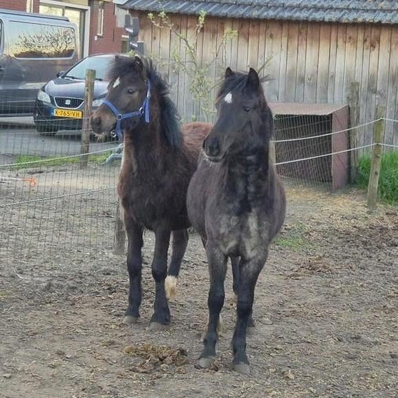 Mooie Welsh A jaarling hengstjes bruin en zwart roan, Dieren en Toebehoren, Pony's, Met stamboom, 0 tot 2 jaar, Hengst, B pony (1.17m tot 1.27m)