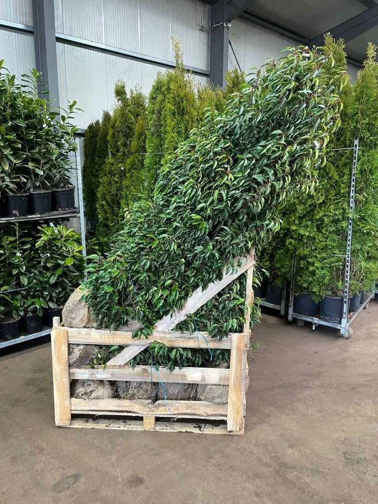 Portugese laurier lusitanica angustifolia, Tuin en Terras, Bloeit niet, Halfschaduw, 100 tot 250 cm, Overige soorten