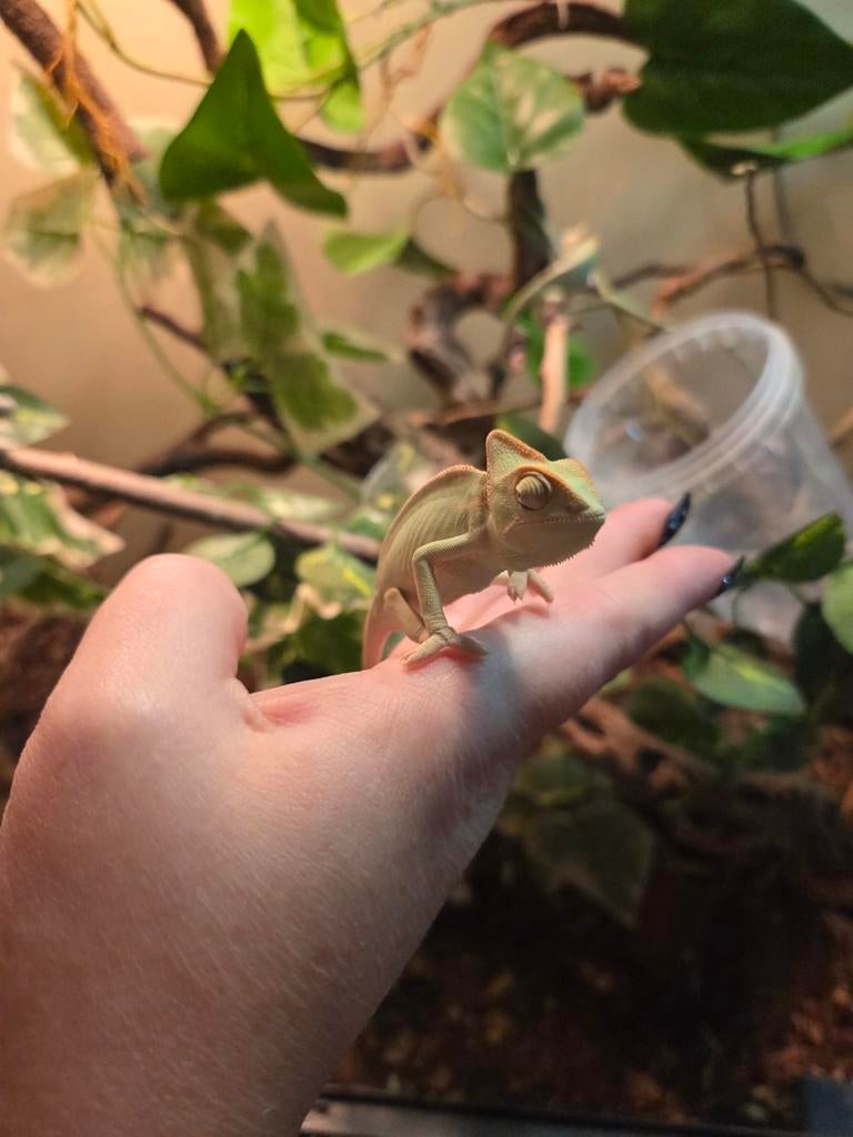 3 jonge jemen kameleons Chameleon - female for sale from Stefanie