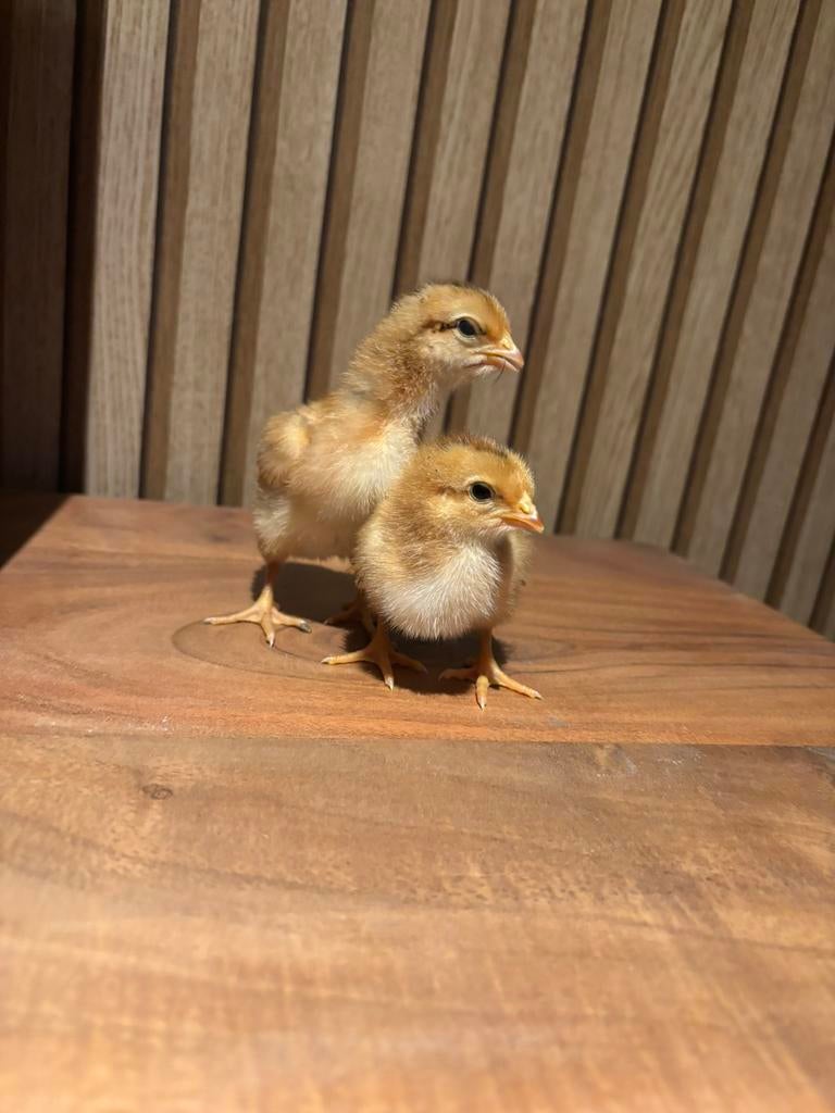 Kuikens te koop, Dieren en Toebehoren, Pluimvee, Geslacht onbekend, Kip