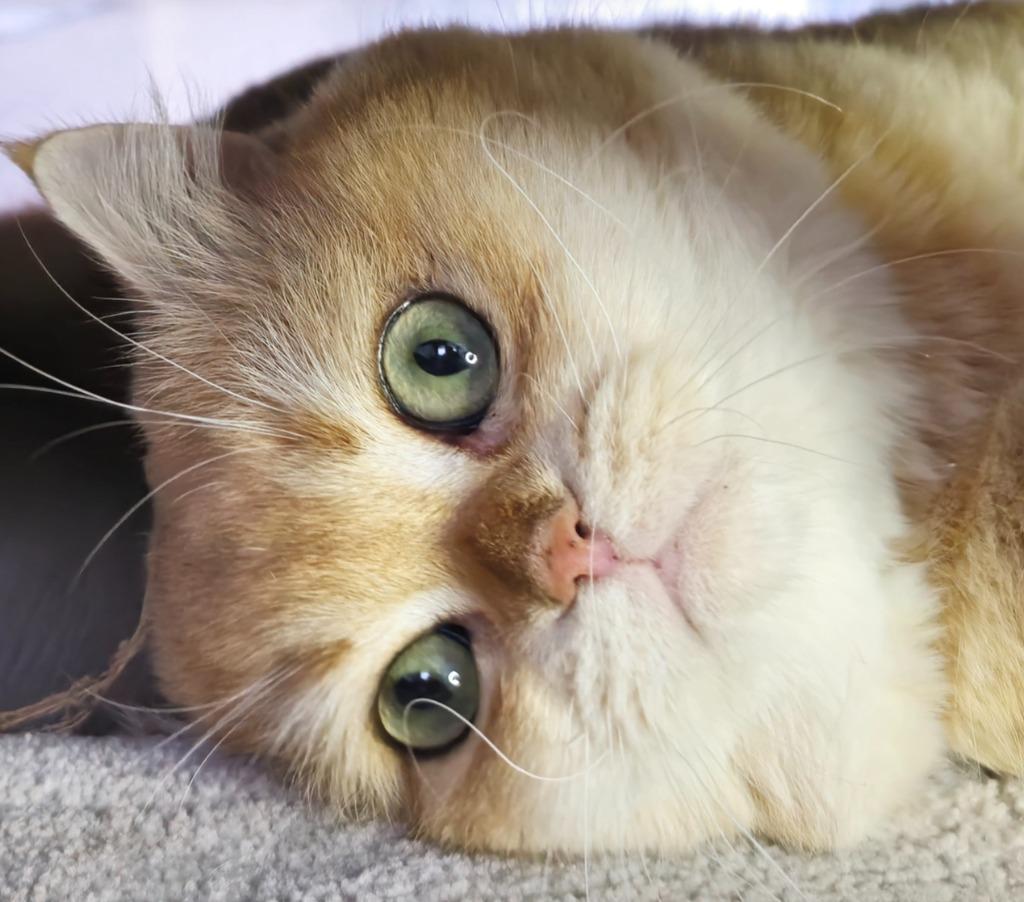 Britse Korthaar Dekkater - Black Golden Shaded met Stamboom, 3 tot 5 jaar