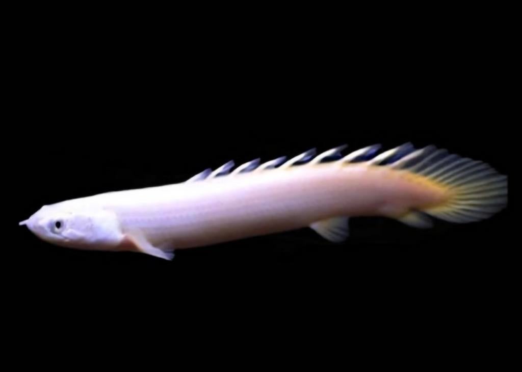 Albino bicer, Vis