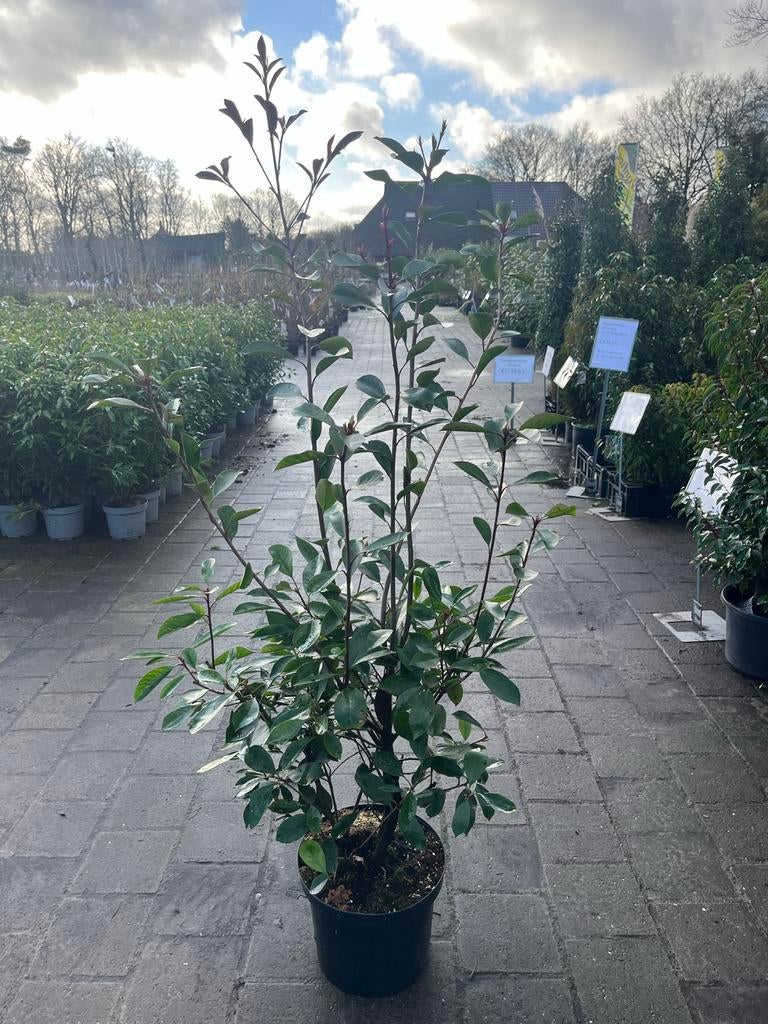 Photinia Fraseri Red Robin - Glansmispel, Ophalen, Overige soorten, Haag, 100 tot 250 cm