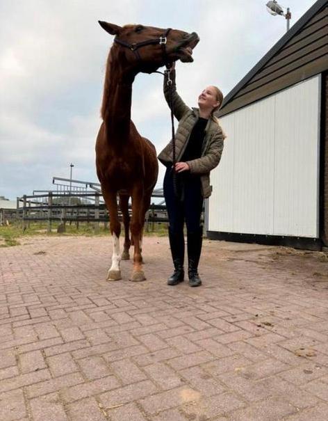Verzorgpony/paard gezocht/ verzorger aangeboden, Dieren en Toebehoren, Ophalen