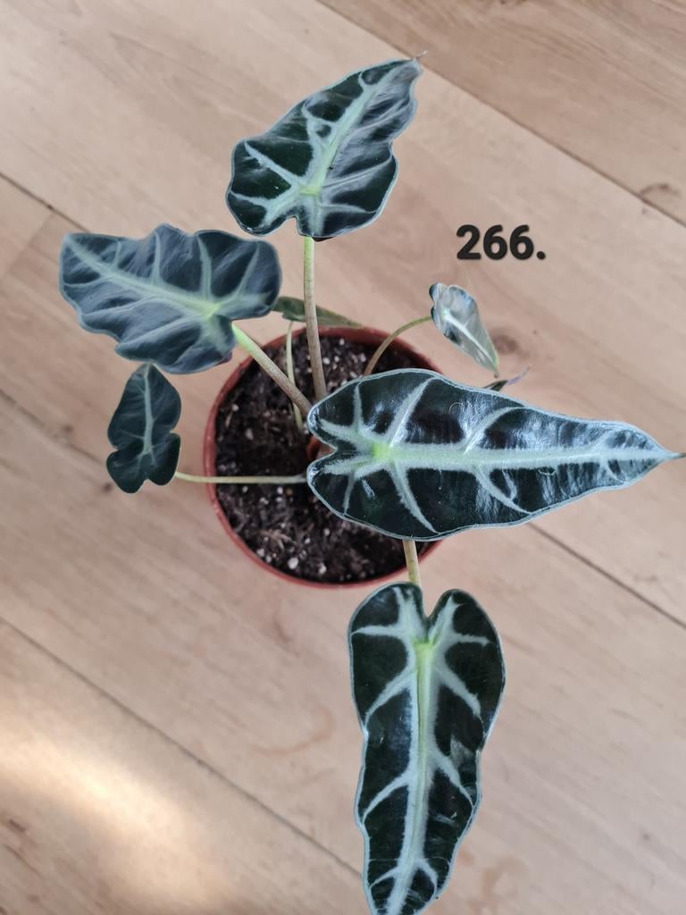 Alocasia bambino arrow - Zeldzame kamerplant, Huis en Inrichting, Kamerplanten, Ophalen of Verzenden, Halfschaduw, Minder dan 100 cm