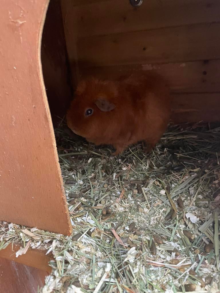 Cavia’s, Dieren en Toebehoren, Knaagdieren, Cavia, April, Mannelijk, Tam