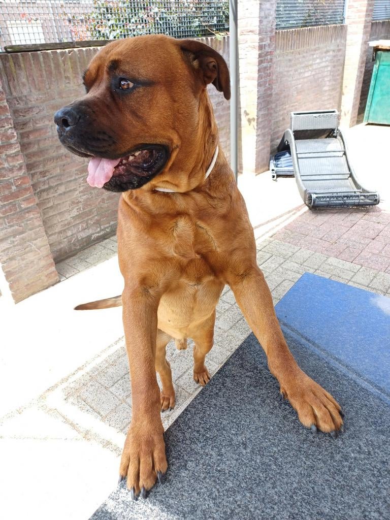 Boerboel rottweiler dekreu, Dieren en Toebehoren, Honden | Dekreuen, Reu, Eén hond, 3 tot 5 jaar, Nederland