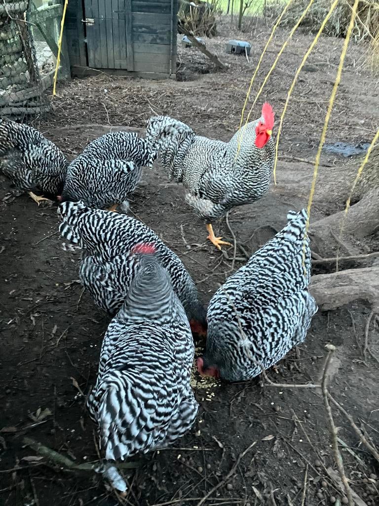 Broedeieren Amrock, Dieren en Toebehoren, Geslacht onbekend, Kip