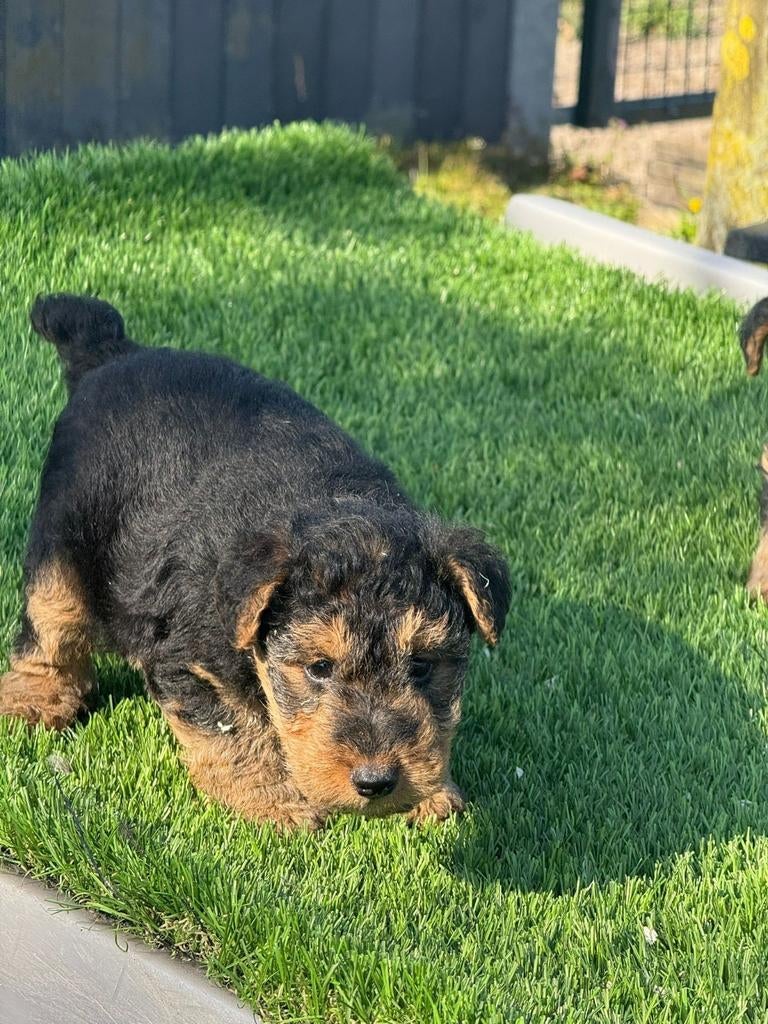 Te koop mooie welsh terriër pups (welsch) geen fox terrier, Parvo, Nederland, Overige rassen, 8 tot 15 weken