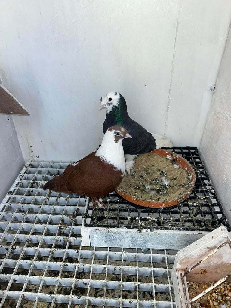 Takla duiven, Meerdere dieren, Postduif