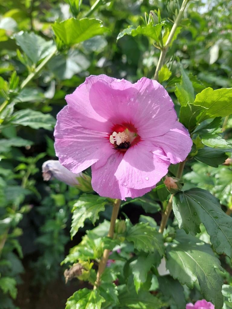 Hibiscus syriacus, tuinhibiscus, Chinese roos, Tuin en Terras, Planten | Struiken en Hagen, Ophalen, Overige soorten, Struik, 100 tot 250 cm