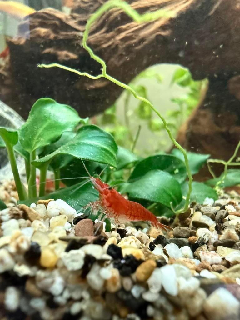 Vuurgarnaal, Dieren en Toebehoren, Vissen | Aquariumvissen, Kreeft, Krab of Garnaal, Zoetwatervis