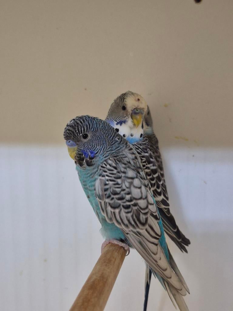 Mutatie grasparkieten, Meerdere dieren, Parkiet, Geringd