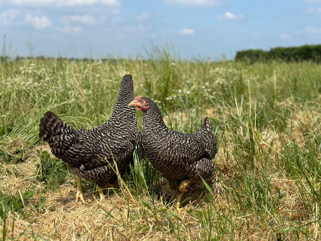 Jonge tamme Hollandse koekoek kippen gesekst en ingeënt, Dieren en Toebehoren, Pluimvee, Vrouwelijk, Kip