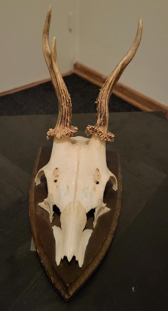 Herten schedel, Ophalen, Schedel