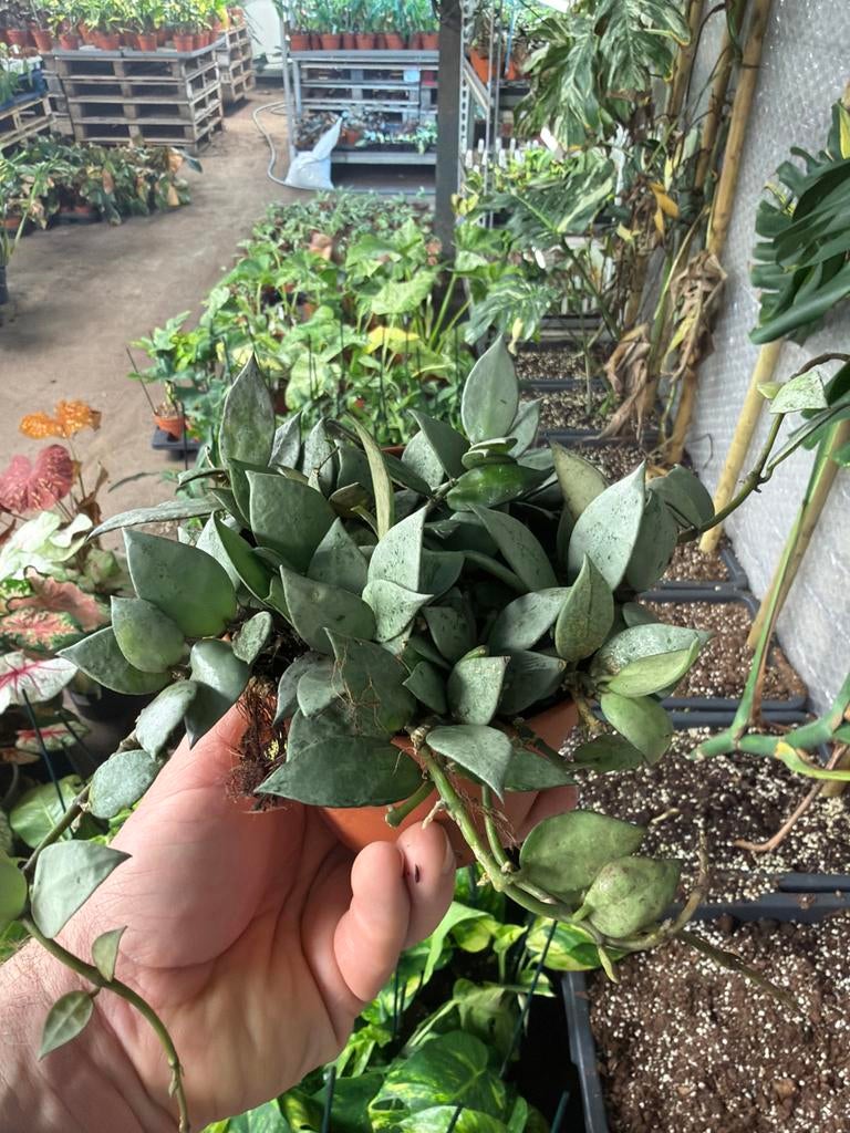 Hoya krohniana Eskimo - Zeldzame wasbloem in 12cm pot, Huis en Inrichting, Kamerplanten, Ophalen of Verzenden