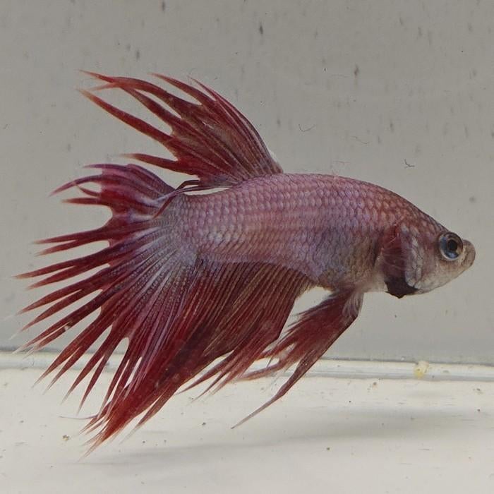 Betta splendens man 79, Dieren en Toebehoren, Vis