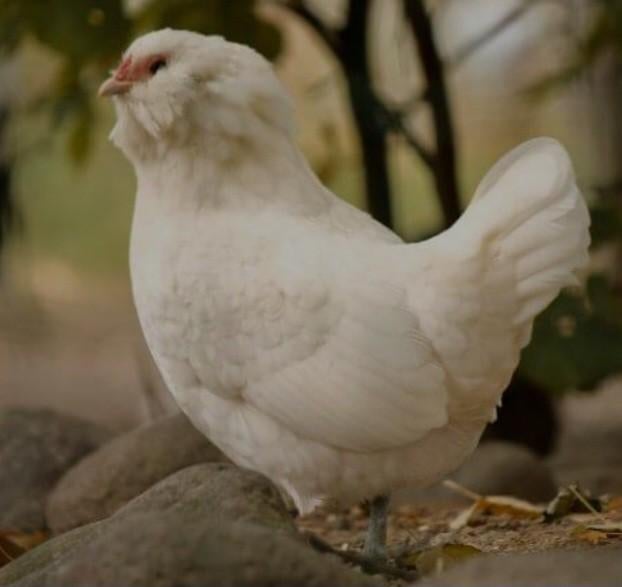 Te koop antwerpse baardkrielen 4 hennen 1 haan, Dieren en Toebehoren, Meerdere dieren, Kip