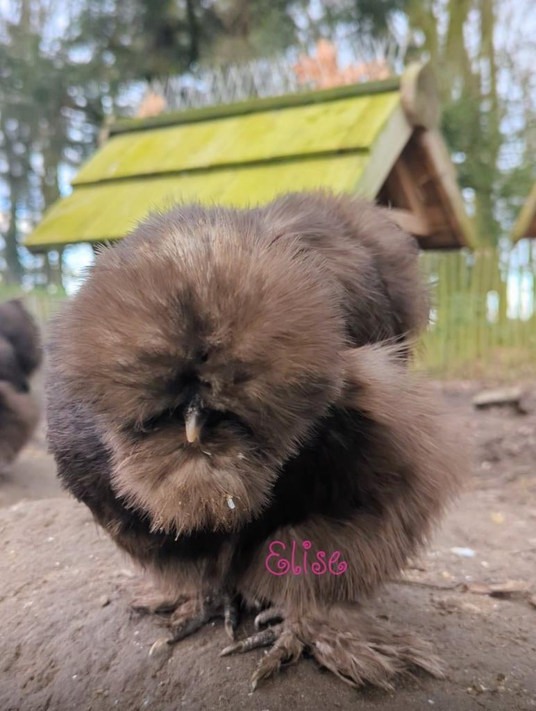 Broedeieren choco USA silkies zijdehoenders kippen, Kip