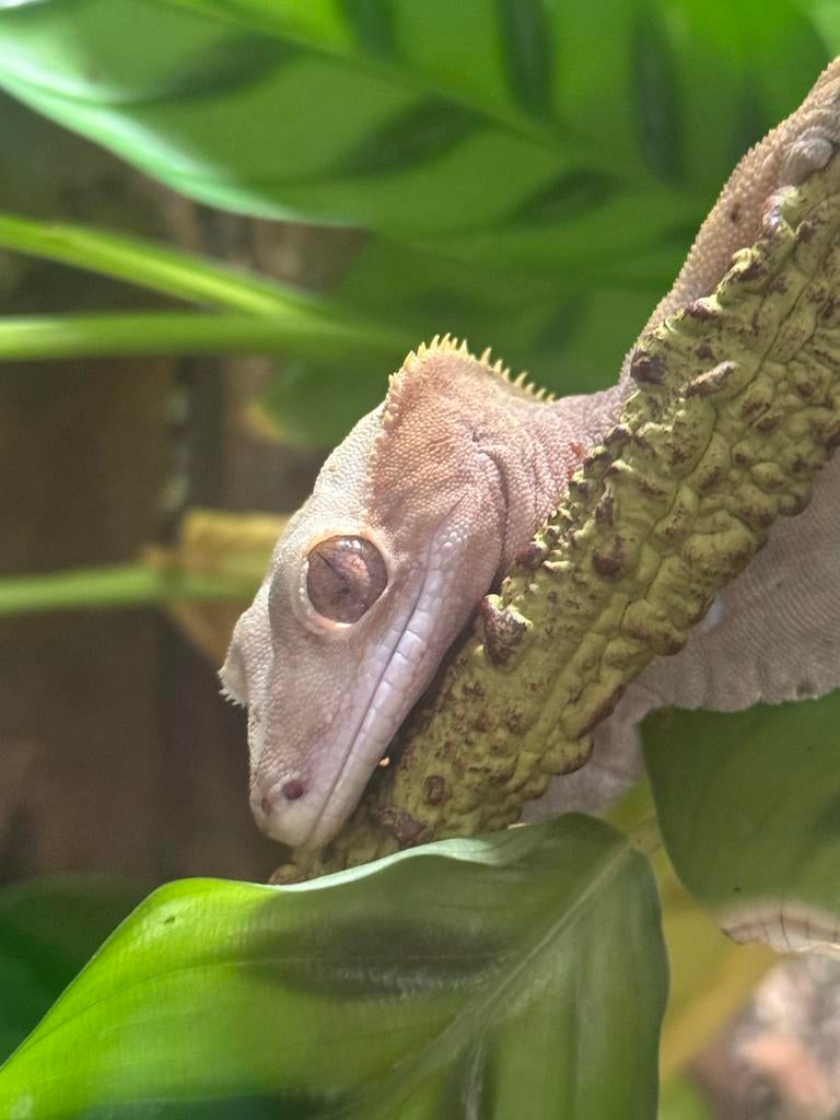 Wimpergekko vrouwtje Crested Gecko - female for sale from Quinty