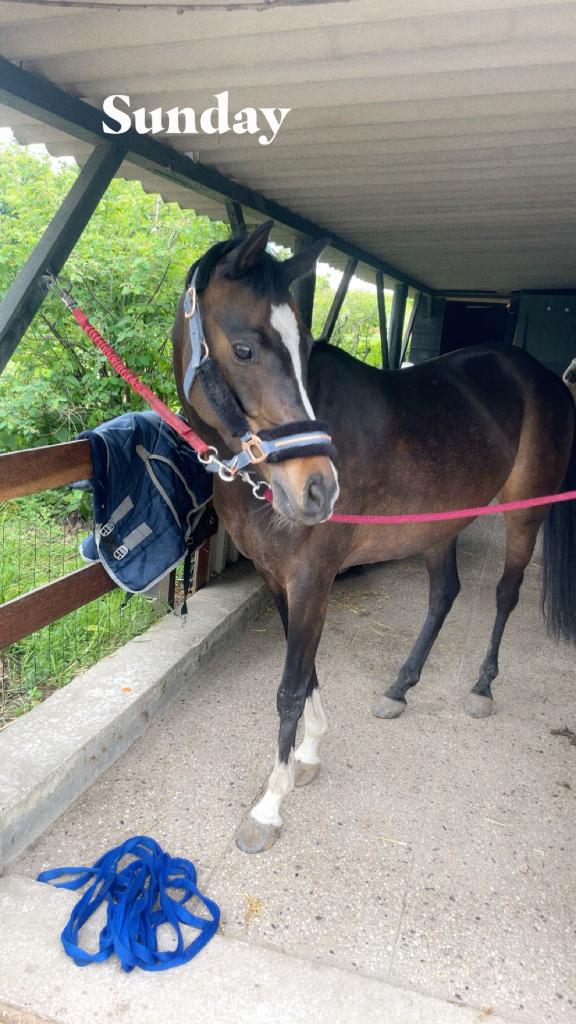 Pony, Merrie, Niet van toepassing, 7 tot 10 jaar, Met stamboom