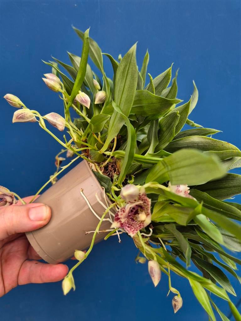 Orchidee Promenea Sunlight p9 (16), Ophalen of Verzenden, Halfschaduw, Minder dan 100 cm