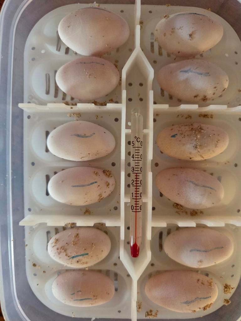 Baardagamen te koop, Dieren en Toebehoren, Reptielen en Amfibieën, Amfibie, 0 tot 2 jaar