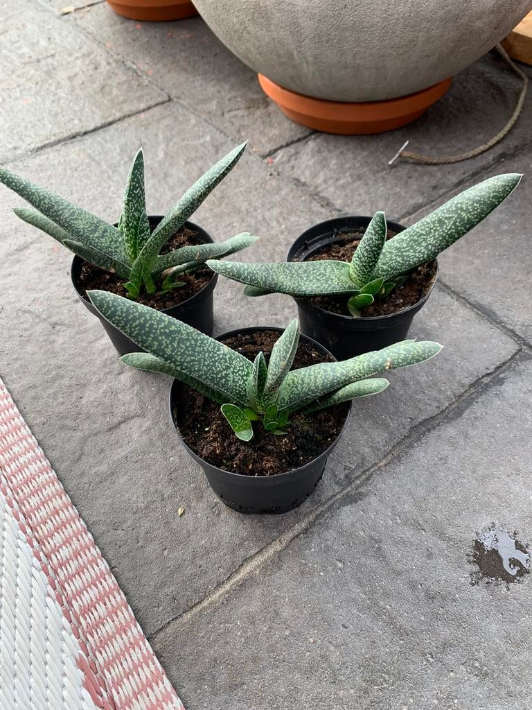 Stek Gasteria per stuk € 2,00, Ophalen, Halfschaduw, Minder dan 100 cm