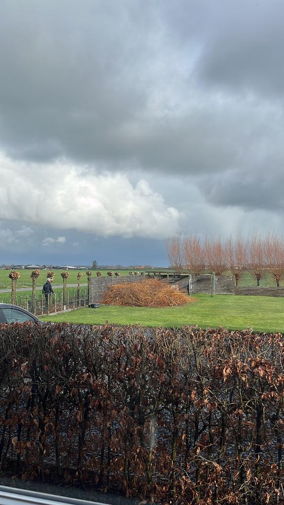 Wilgentakken gratis af te halen, Ophalen, Nieuw