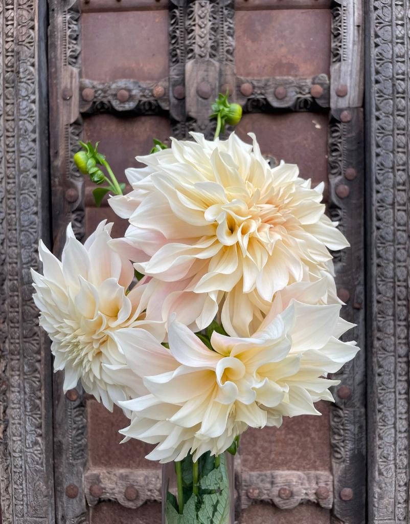 Dahlia knollen, Tuin en Terras, Bloembollen en Zaden, Ophalen, Volle zon, Bloembol