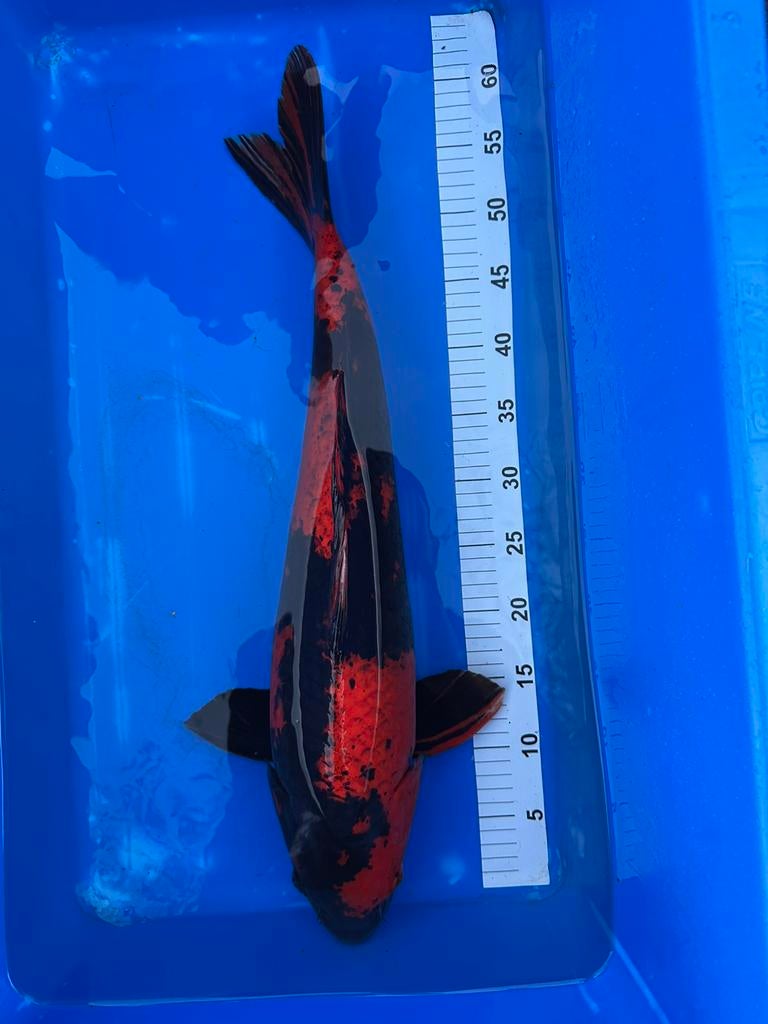 Unieke Hi Utsuri – koi uit Japan (Hirasawa Kwekerij), Dieren en Toebehoren, Karper of Koi