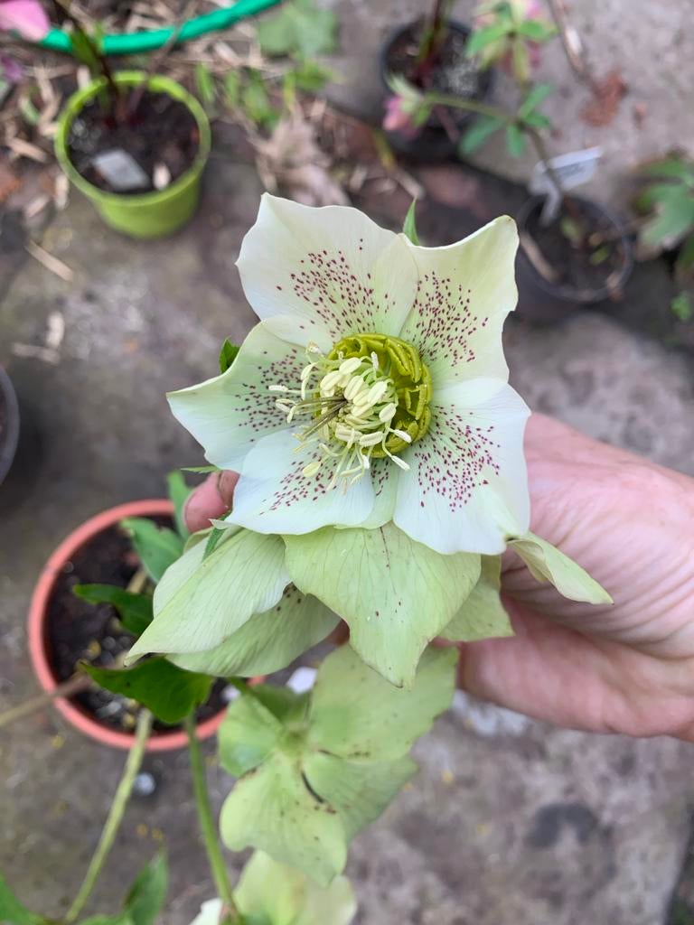 Helleborus orientalis -Kerstroos, Overige soorten, Vaste plant, Ophalen of Verzenden, Halfschaduw