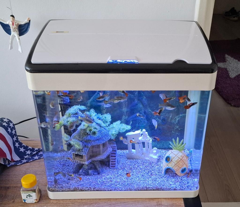 Aquarium incl. Visjes, Vis