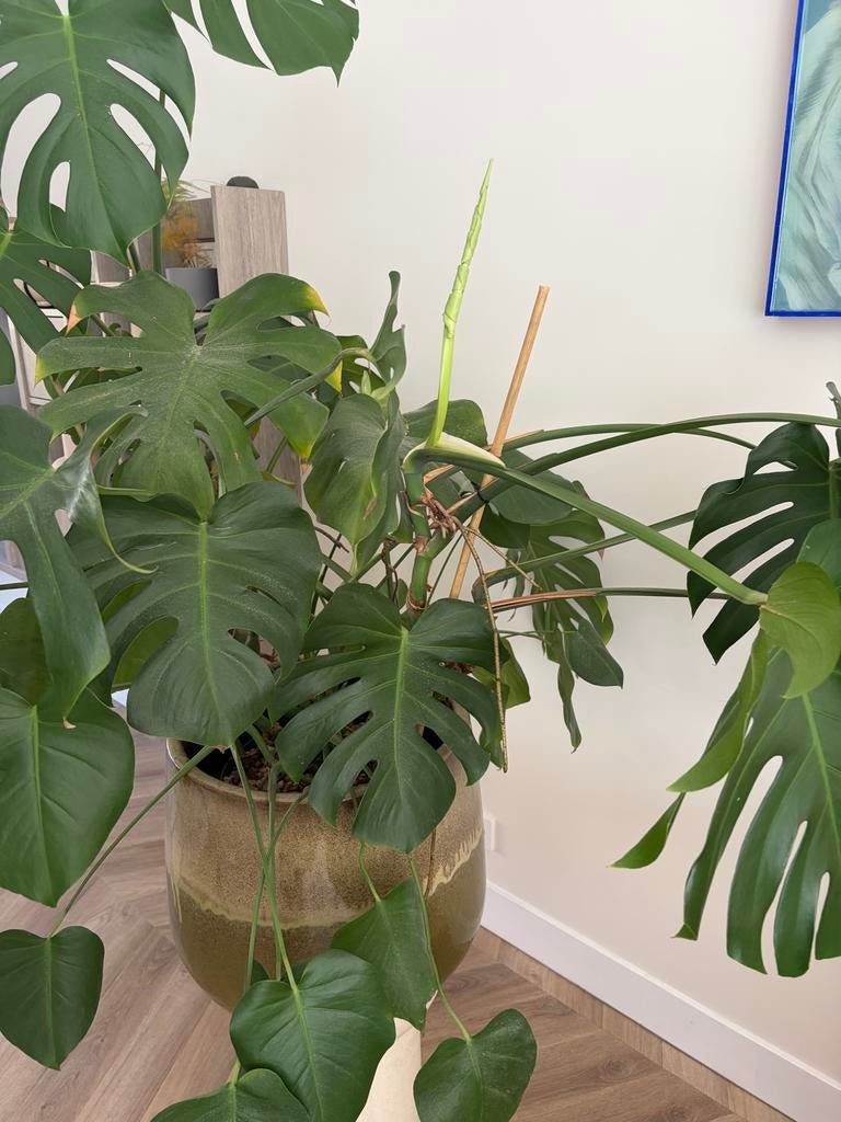 Prachtige en makkelijk te verzorgen Monstera, Huis en Inrichting, Kamerplanten, Ophalen, Overige soorten, Halfschaduw, Minder dan 100 cm