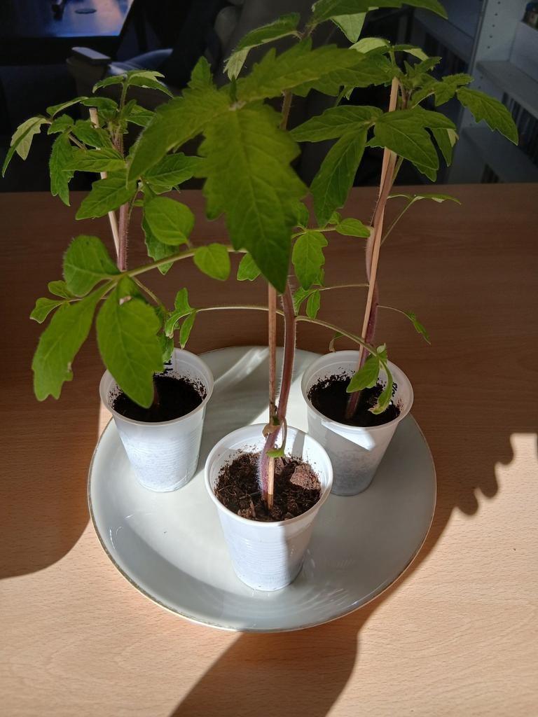 Biologische Bosque Blue tomatenplantjes - Zelf gekweekt, Tuin en Terras, Planten | Tuinplanten, Ophalen, Eenjarig, Groenteplanten