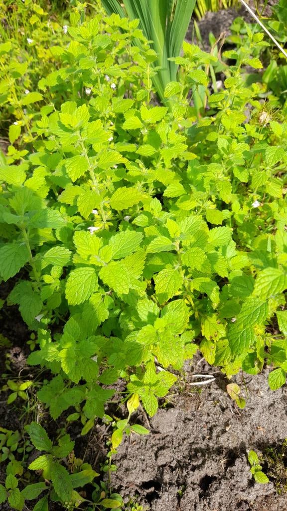 Citroenmelisse, Ophalen, Volle zon, Vaste plant, Kruiden