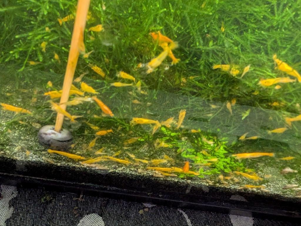 Orange sakura neo-caridina aquarium garnalen oranje, Dieren en Toebehoren, Vissen | Aquaria en Toebehoren, Nieuw, Plant(en), Steen of Hout