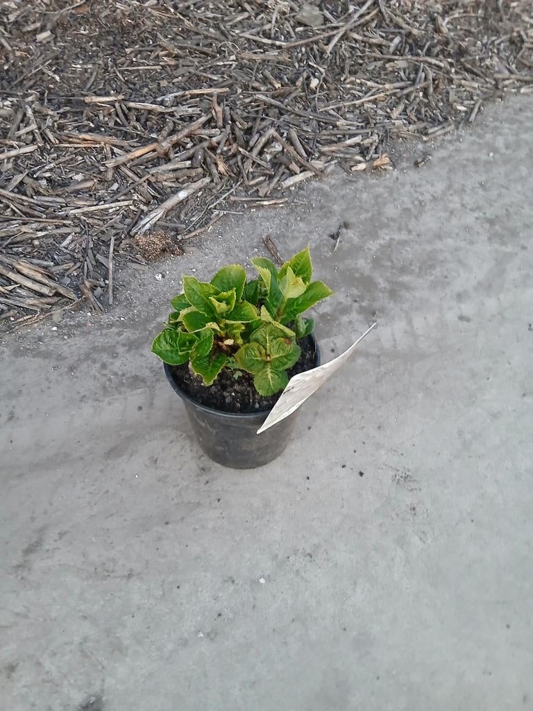 Hortensia, Tuin en Terras, Planten | Tuinplanten, Ophalen, Vaste plant, Overige soorten, Halfschaduw