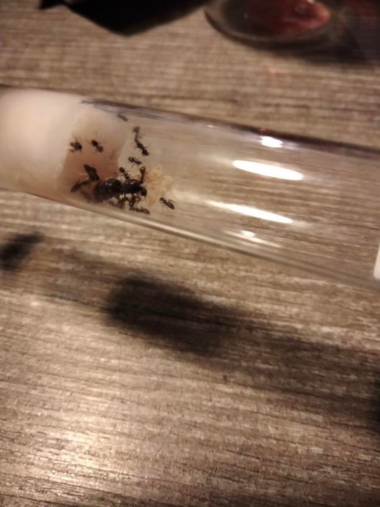 Lasius Niger mierenkolonie, Dieren en Toebehoren, Insecten en Spinnen, Mieren
