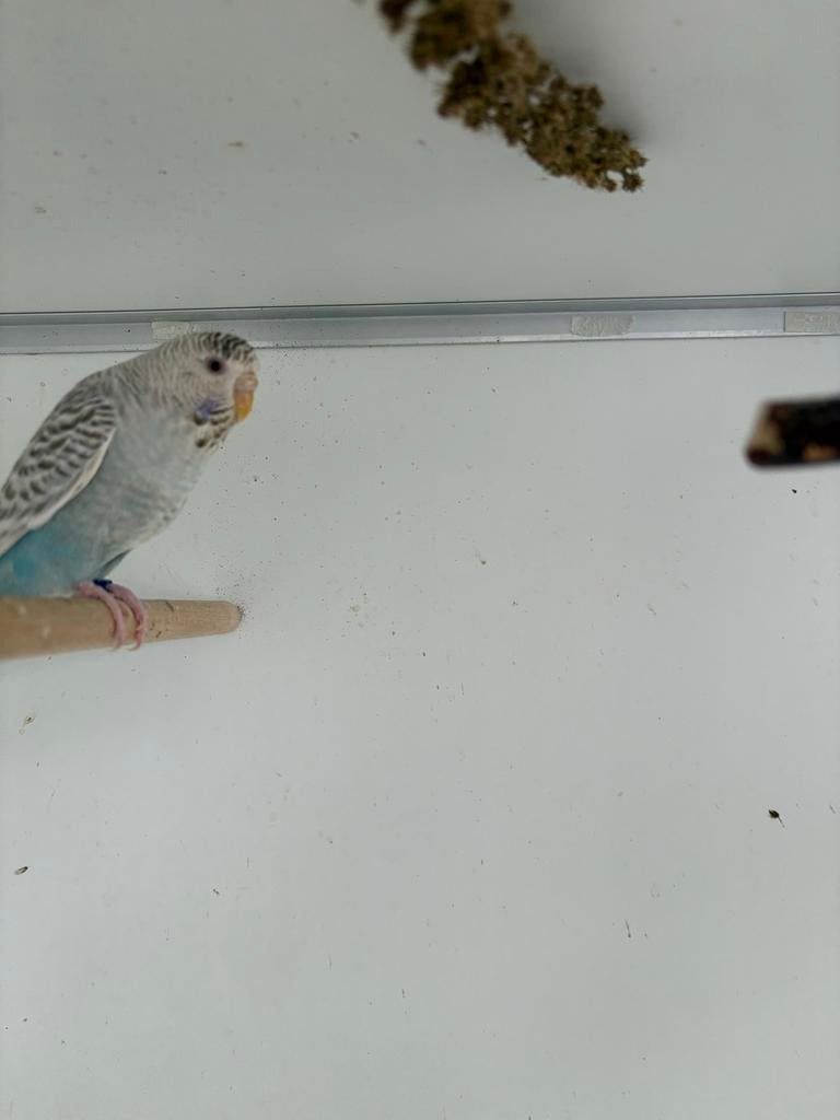 Duits fallow pop, Dieren en Toebehoren, Vrouwelijk