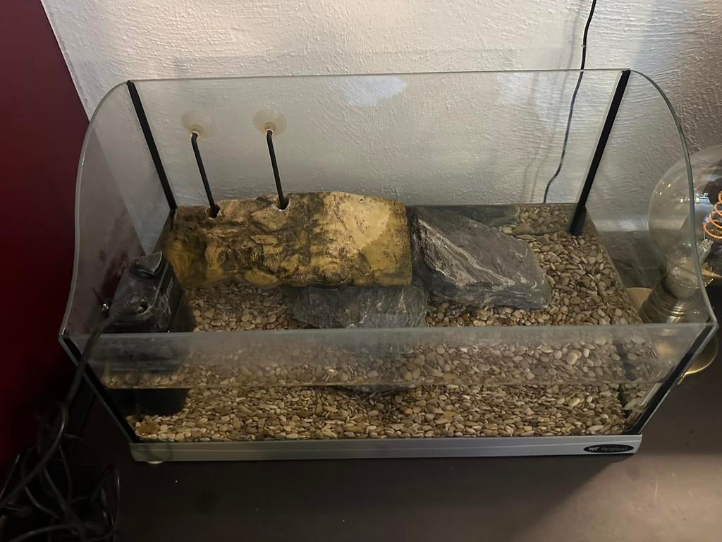 Baby schildpadden aquarium, Ophalen of Verzenden