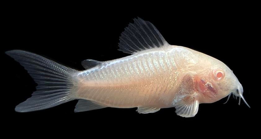 Corydoras Albino, Vis, Zoetwatervis, Schoolvis