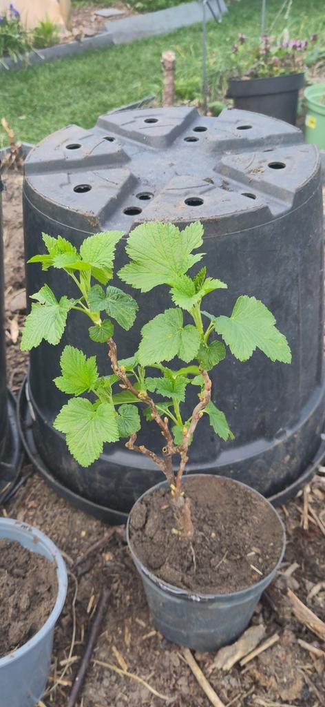 Rode, zwarte bes en kruisbessen struikjes, Ophalen, Minder dan 100 cm, Overige soorten, Zomer