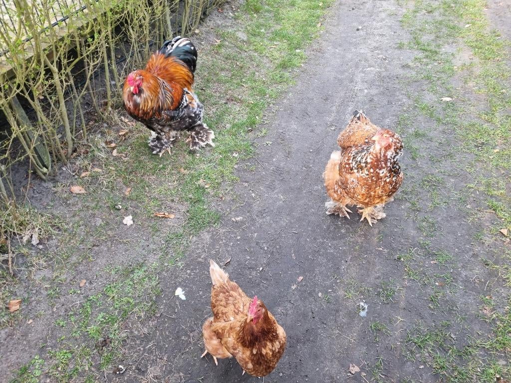 Brahma haan en hen en 3 legkippen, Meerdere dieren, Kip