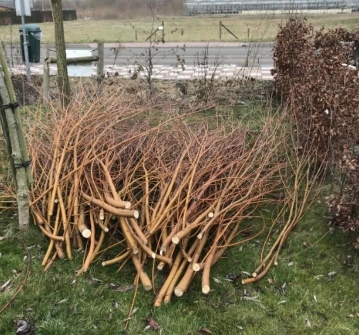 Wilgentakken GEZOCHT, Ophalen, Nieuw, 20 m² of meer