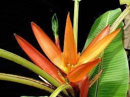 5 x Musa aurantiaca banaan zaden. (verzenden kan ook), Ophalen, Gehele jaar, Volle zon, Zaad