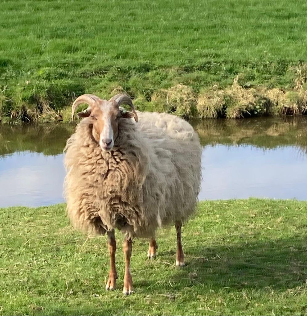 Drents Heideschaap, Vrouwelijk, Schaap